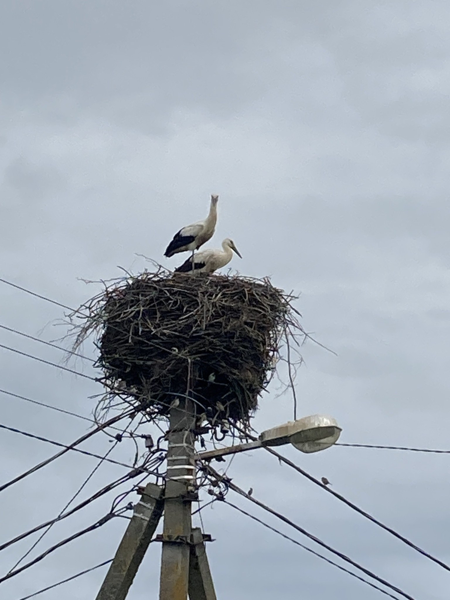 Zwei Weißstörche auf einem Nest auf einem Strommasten sitzend, beleuchtet von einer Straßenlaterne, mit Drähten entlang des Mastes und dem Himmel im Hintergrund.