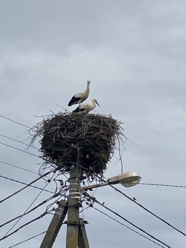 Zwei Weißstörche auf einem Nest auf einem Strommasten sitzend, beleuchtet von einer Straßenlaterne, mit Drähten entlang des Mastes und dem Himmel im Hintergrund.
