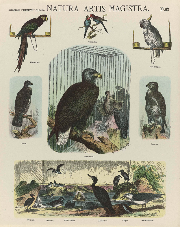 Ein Buch mit verschiedenen Vögeln, darunter ein Adler und ein Papagei, und darauf geschriebenem Text.