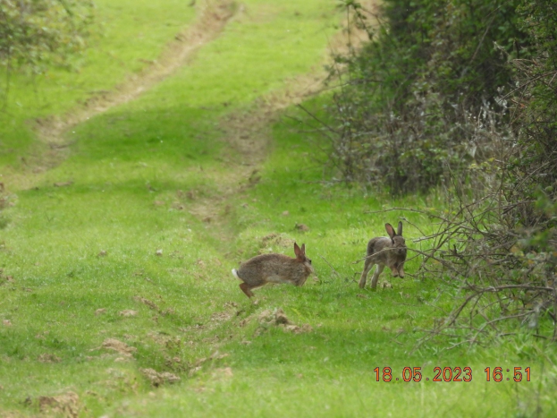 Zwei Kaninchen laufen über ein saftiges grünes Feld mit Bäumen auf beiden Seiten und Text unten.