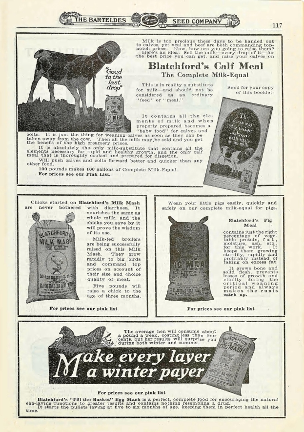 Eine alte Werbung für Blatchford's Kalbemahl mit einer hellbraunen Kuh mit weißer Schnauze und Brust, aufgerichteten Ohren und einem freundlichen Gesichtsausdruck, umgeben von fetter, leuchtend gelber Schrift.