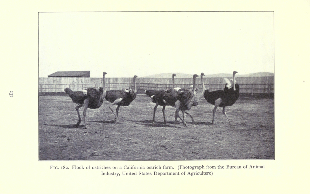 Eine Schar von Straußen auf einer Straußenfarm in Kalifornien, mit einem Zaun, einem Haus und dem Himmel im Hintergrund und Text unten.