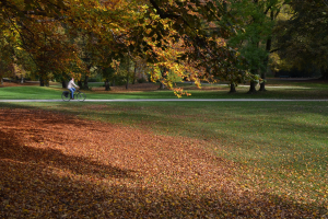Eine Person fährt mit dem Fahrrad einen Parkweg entlang, der von Bäumen mit Herbstlaub gesäumt ist, umgeben von gefallenem Laub.