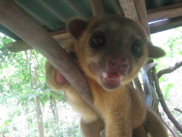 Ein zentrales Tier umgeben von Bäumen mit einem Schutz darüber.