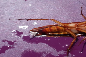 Eine Kakerlake krabbelt auf einer violetten Oberfläche.