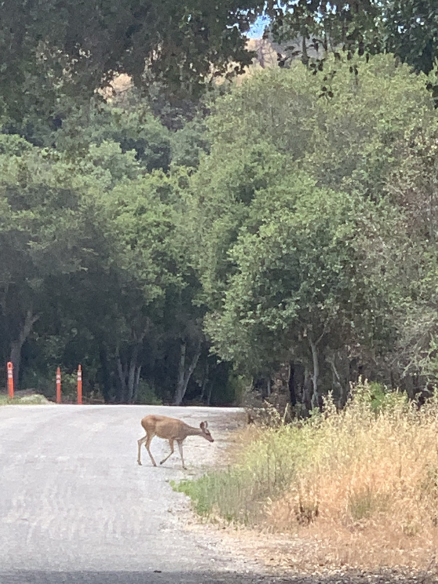Ein Hirsch, der eine Straße durch den Wald überquert, gesäumt von Pfählen, mit hohen Bäumen und grünem Gras auf beiden Seiten.